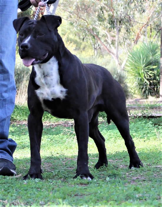 DDDawgs Tractor JNR (AI)